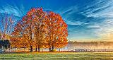 Autumn Trees_P1210206-8